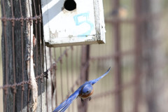 A42A8725_cr