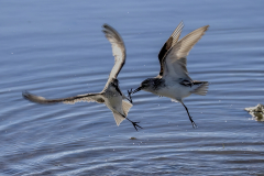 Sandpiper