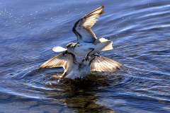 Sandpiper