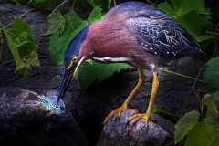 Green-Heron
