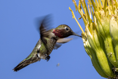 Hummingbird