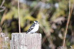 IMA30689-Downy-Woodpecker