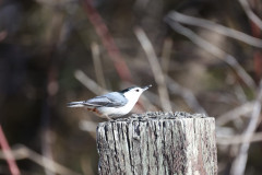 IMA30713-Nuthatch