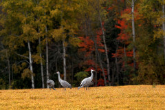 Sandhill cranes