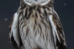 Shortear Owl