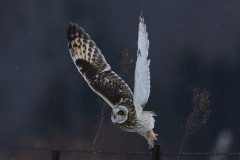 Shortear Owl