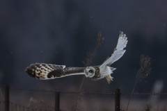 Shortear Owl