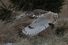 Shortear Owl catch mouse