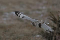 Shortear Owl catch mouse