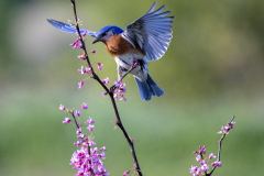 Blue bird