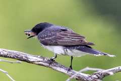 Kingbird