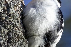 Woodpecker