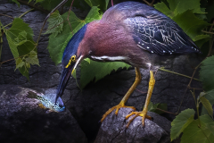 Green-Heron-22-22-HM